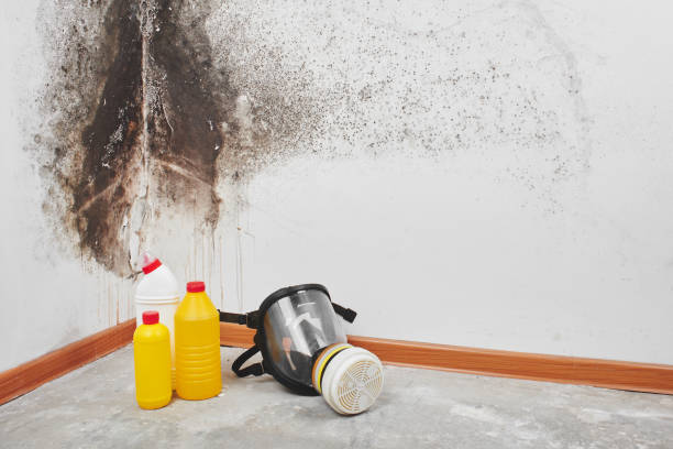 Best Attic Mold Removal  in Crestwood, IL