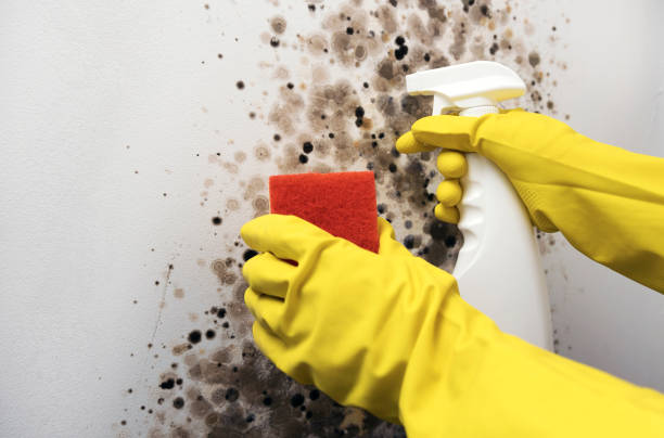 Best Office Mold Removal Services  in Crestwood, IL