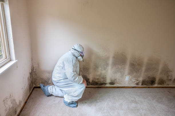 Best Emergency Mold Removal  in Crestwood, IL