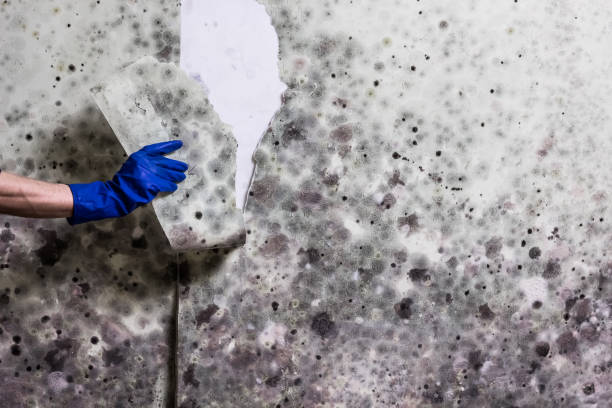 Best Mold Testing  in Crestwood, IL