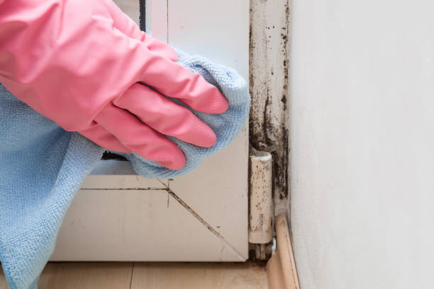 Best Toxic Mold Removal  in Crestwood, IL