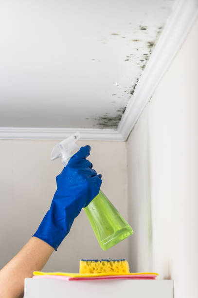 Crestwood, IL Mold Removal Company